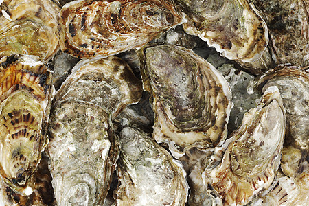 牡蛎背景海鲜奢华午餐贝类饮食餐厅食物壳类宏观托盘图片