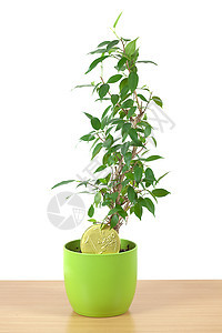 白板上孤立的桌子上的罐子绿色黏土爱好叶子衬套植物白色陶瓷盆栽文化图片