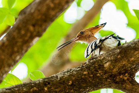 普通的胡波 乌普帕埃波 鸟 鸟 树枝 阳光树叶自由野生动物多样性野兽鸟类大道动物学生物盐湖图片