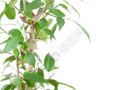 白板上孤立的桌子上的罐子白色文化菩提爱好绿色橡皮衬套植物学叶子盆栽图片