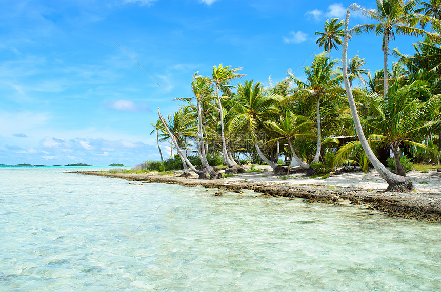 太平洋岛上的椰子棕榈图片