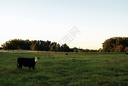 田地上的牛和草图片