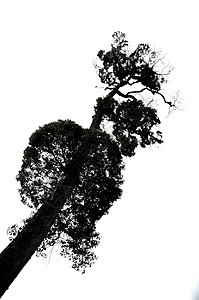 树的长长季节树干花园悲伤木头孤独插图叶子森林天气图片
