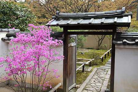 京都小路地标佛教徒寺庙宗教文化粉色大德旅游花园图片