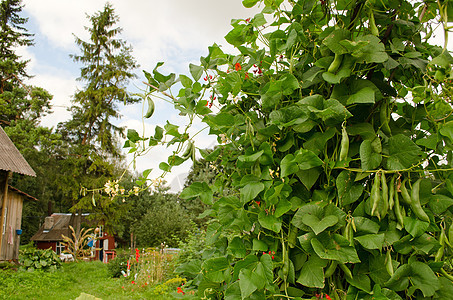 豆豆树丛种植于农村的农庄家庭花园图片