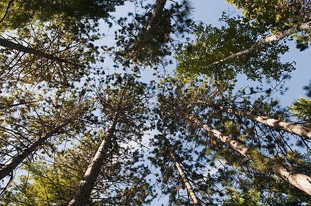 高树松树蓝色生态绿色叶子风景场景木材团体天空森林图片
