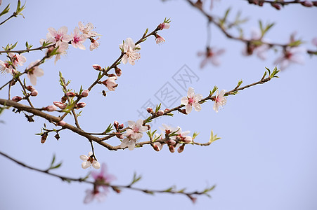 粉红桃花花粉色叶子花瓣天空植物群生长树干图片