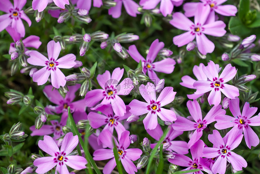 花朵花瓣紫色植物群绿色粉色宏观植物生长花序季节图片