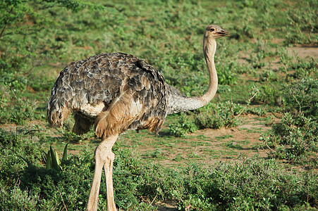 女索马利食食动物翅膀荒野旅行鸵鸟游客骆驼动物羽毛女性鸟类图片