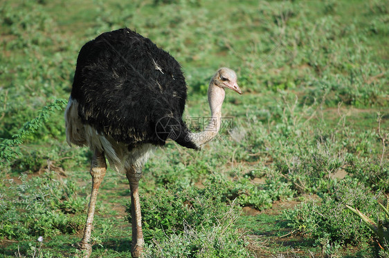 雄性索马里食肉动物荒野动物群羽毛鸟类旅行野生动物鸵鸟裂谷游客骆驼图片