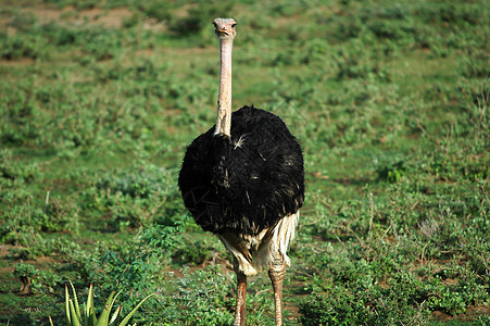 雄性索马里食肉动物游客翅膀鸟类荒野男性鸵鸟裂谷旅行野生动物骆驼图片