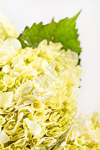 白色绣球花插花优美的杂兰花绿色展示植物礼物插花花园绣球花叶子白色花瓶背景