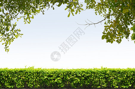 蓝天背景的灌木篱笆栅栏叶子树篱天空衬套绿色图片