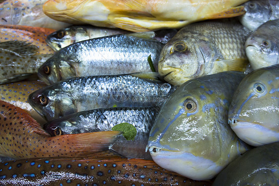 鱼类的杂类市场零售店铺鳕鱼盐水收藏摊位动物海鲜钓鱼图片
