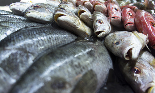鱼类的杂类团体盐水鳕鱼展示鳟鱼收藏甲壳肉类市场尾巴图片