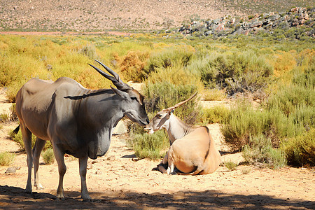 以兰是非洲最大的羚羊动物公园游戏野生动物荒野螺旋奶牛哺乳动物喇叭国家图片