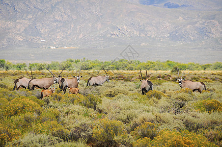 Gemsbok 羚羊在南非灌木丛中养牛图片