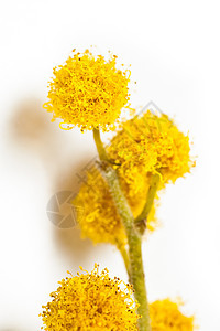 黄花在树枝上开花花粉含羞草绿色植物群植物黄色叶子白色背景图片