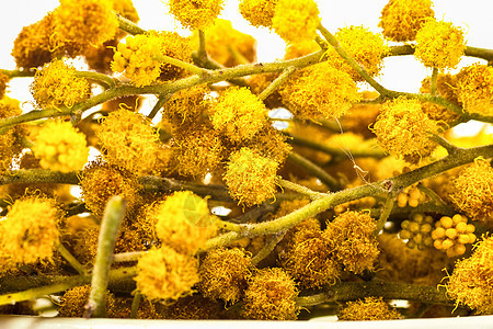 黄花在树枝上开花绿色叶子白色含羞草花粉黄色植物植物群背景图片