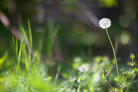 白花层美丽植物植物群公园草地季节场地杂草种子植物学图片