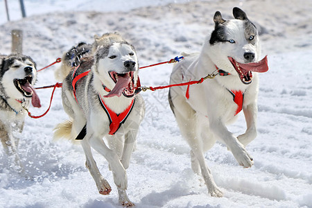 工作时的哈斯基雪橇狗队动物朋友毛皮舌头哺乳动物冒险宠物运动运输鼻子图片