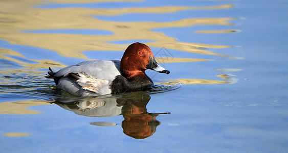 Pochard 男性鸭账单水鸟水禽动物荒野游泳动物群池塘反射眼睛图片