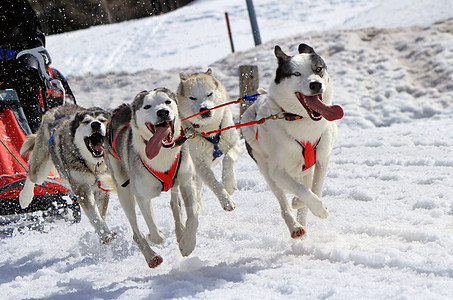 工作时的哈斯基雪橇狗队娱乐犬类鼻子宠物跑步运动眼睛马具山脉毛皮图片