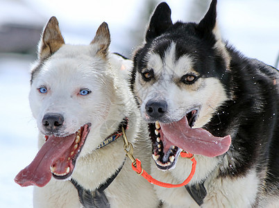 工作时的哈斯基雪橇狗竞赛运输犬类运动动物眼睛毛皮娱乐宠物朋友图片