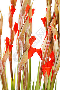 白色的格迪奥卢斯花园红色念日雌蕊花束花瓣叶子礼物植物园艺图片