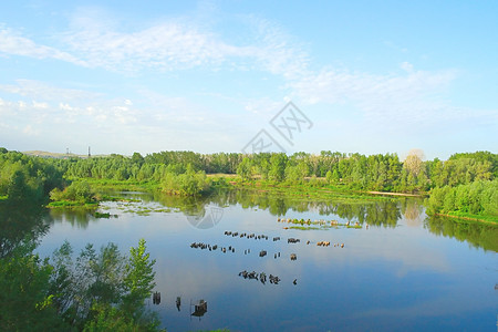 美丽的夏季风景森林反射场景溪流阳光蓝色季节树木叶子天空图片