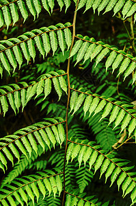 蕨叶荒野植被叶子热带森林绿色植物植物学公园生长背景图片
