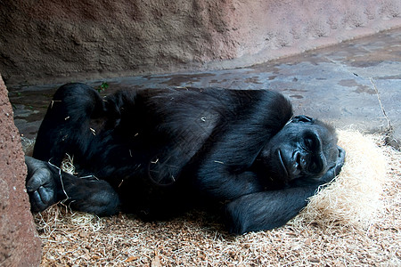 大猩猩干草哺乳动物眼睛动物猴子谎言爪子动物群鼻子黑色图片