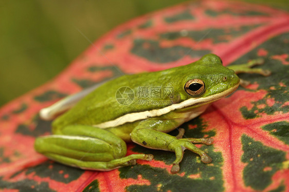 绿树青蛙动物热带两栖树蛙叶子图片