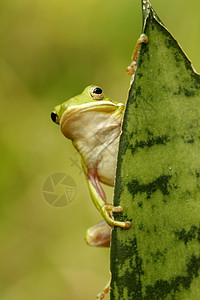绿树青蛙叶子热带两栖动物树蛙图片