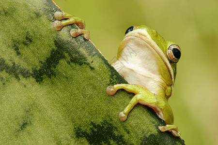 绿树青蛙动物叶子两栖热带树蛙图片
