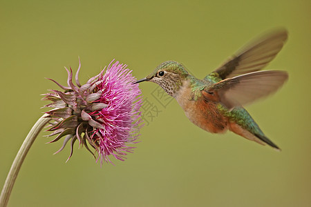 母宽尾蜂鸟花朵女性野生动物桔梗尾巴翅膀大肠杆菌飞行图片