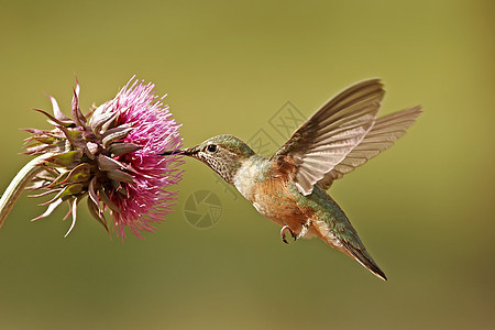 母宽尾蜂鸟大肠杆菌野生动物尾巴女性桔梗花朵飞行翅膀图片