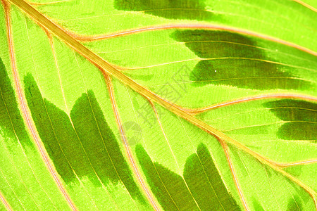 绿叶异国植物群森林网格绿色生长花园植物学床单叶子图片