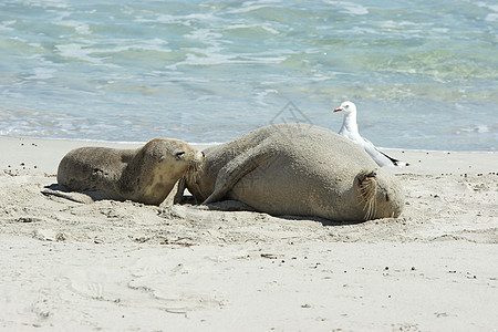 澳大利亚 澳大利亚海洋狮子组织海狮旅行海湾假期海豹野生动物海岸线哺乳动物海滩毛皮图片