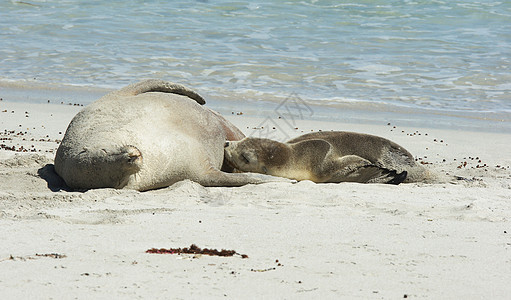 澳大利亚 澳大利亚海洋狮子组织毛皮海滩海岸线野生动物海湾海豹沙滩哺乳动物旅行海狮图片