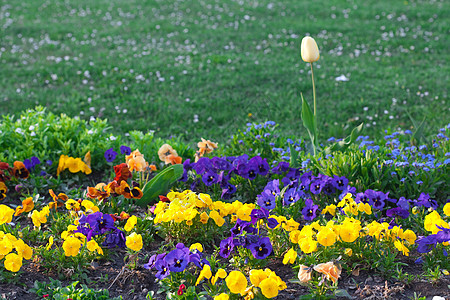 公园中美丽的郁金香和娘们绿色自由摄影地面植物推杆场景草地水平城市图片