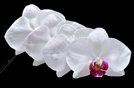 花兰花植物粉色背景黑色白色薰衣草花瓣杂交种图片