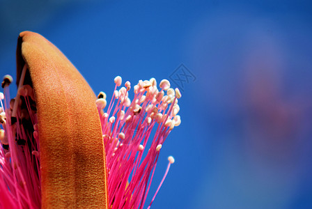 毛刷树植物粉色花瓣花朵木棉白色吸引力椭圆分支机构图片