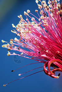 毛刷树木棉花朵花瓣椭圆植物分支机构吸引力白色粉色图片