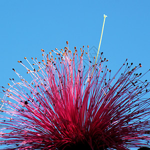 毛刷树白色分支机构椭圆粉色木棉吸引力花朵植物花瓣图片