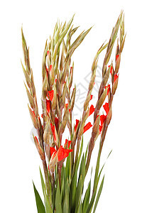 白色的格迪奥卢斯园艺雌蕊叶子红色植物礼物宏观花束百合花园图片