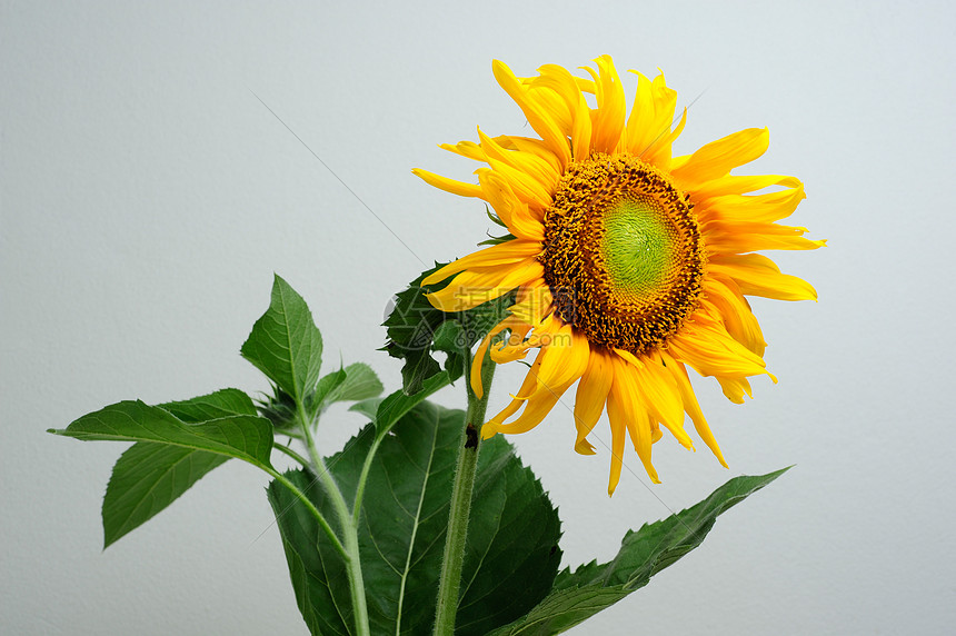 在灰色背景上被孤立的美丽向日葵植物群国家季节太阳晴天宏观艺术边界叶子花瓣图片