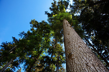 松树的树冠对准蓝天针叶树木头公园针叶叶子太阳生长团体森林阳光图片
