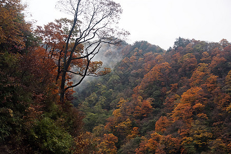 中国湖北盛农家山的美丽秋天风景花园红色橙子旅行天气金子植被绿色森林叶子图片