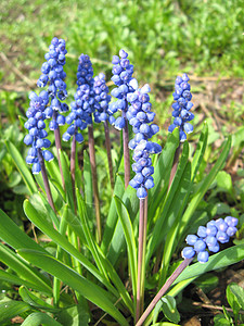 葡萄风信子一些美丽的布斯卡里蓝色花朵植物学紫色种植园紫丁香园艺植物群植物生长叶子宏观背景